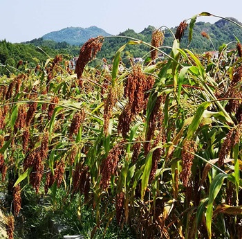 發(fā)展優(yōu)勢(shì) 發(fā)展優(yōu)勢(shì)